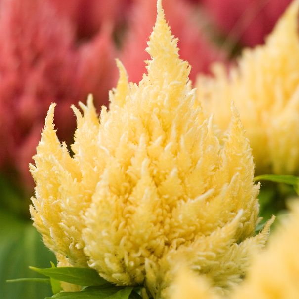 Celosia_Icecream_