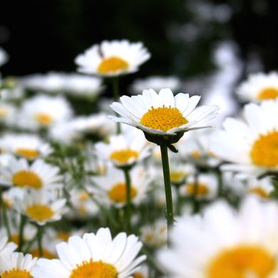 Chrysanthème