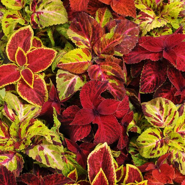 Coleus_