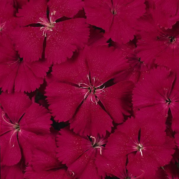 Dianthus_