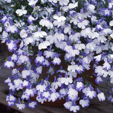 Lobelia