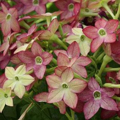 Nicotiana