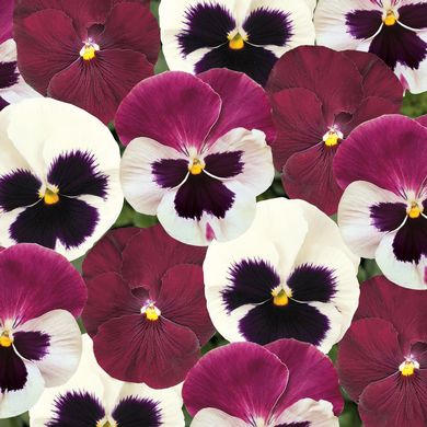 Pansy