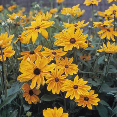 Rudbeckia