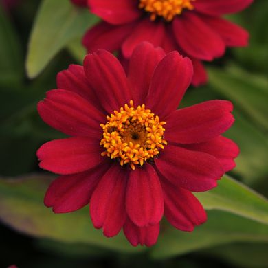 Zinnia