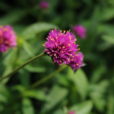 Gomphrena