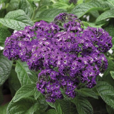 Heliotrope