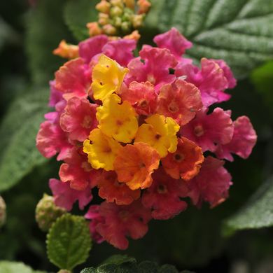 Lantana