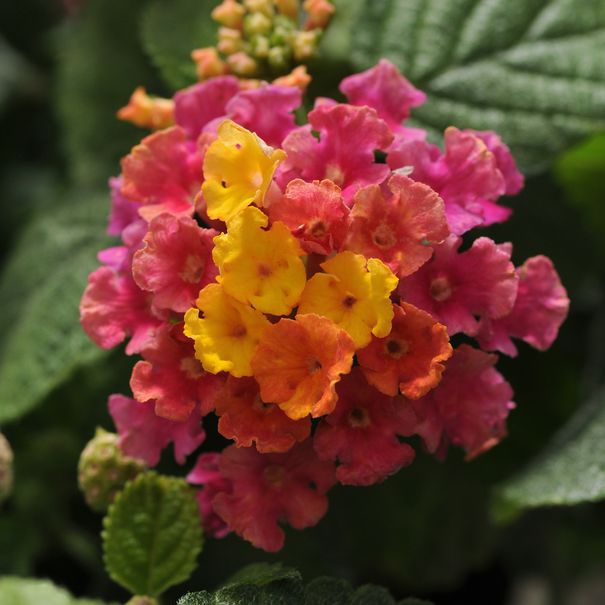 Lantana_