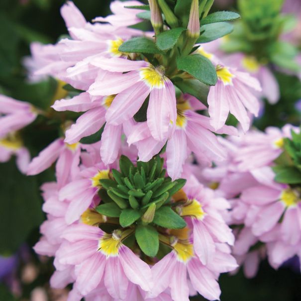 Scaevola_