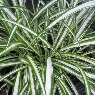 Chlorophytum araigné