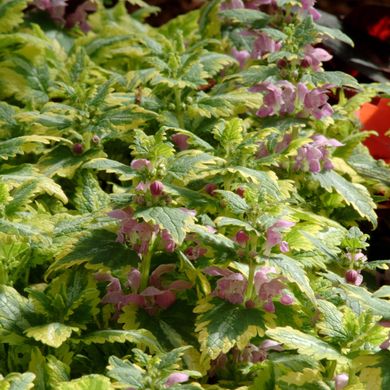 Lamium gold