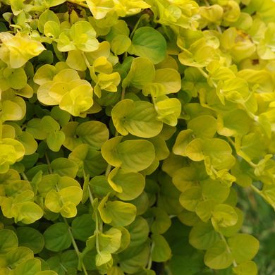 Lysimachia Gold