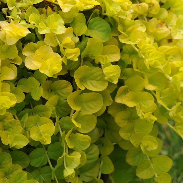 Lysimachia_