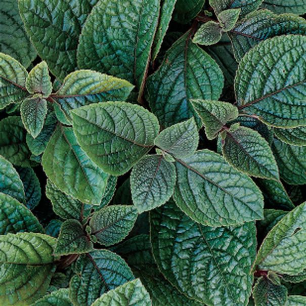 Plectranthus_