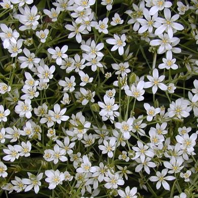 Solanum Star Bethlehem