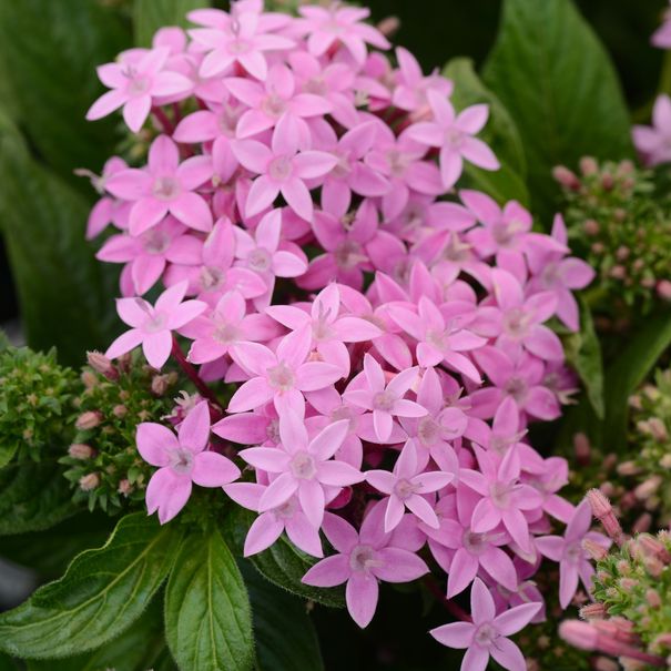 Pentas_