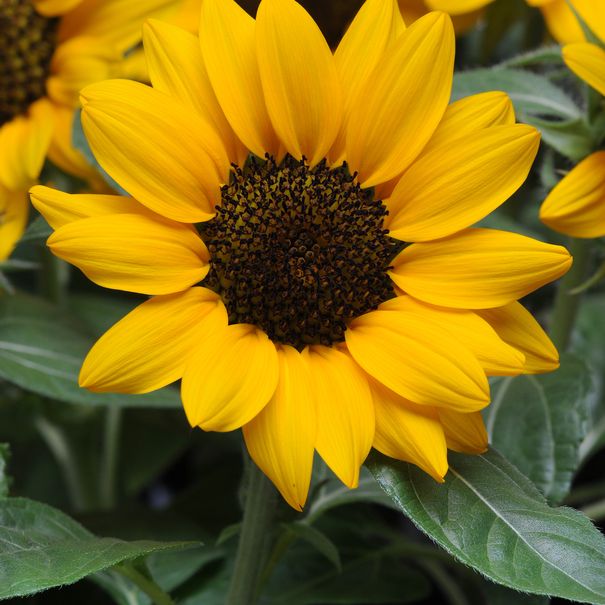 Sunflower_