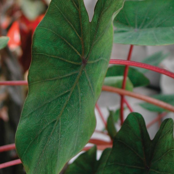 Colocasia