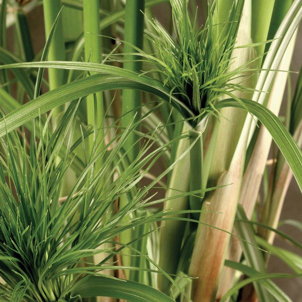 cyperus