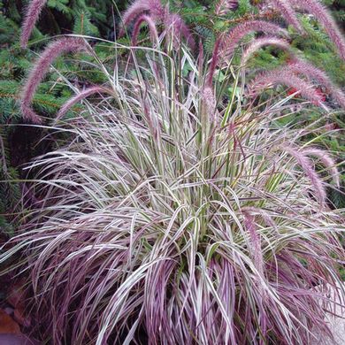 Pennisetum