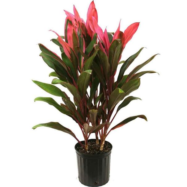Cordyline red sister
