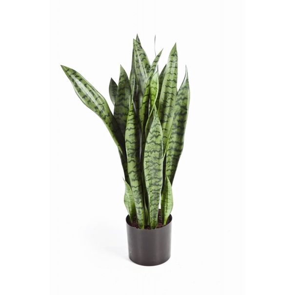 Sanseveria