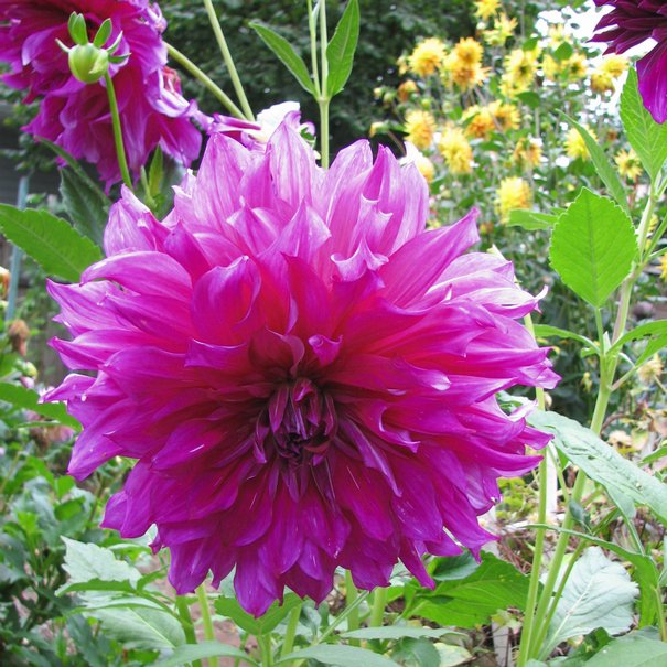 Dahlia geant