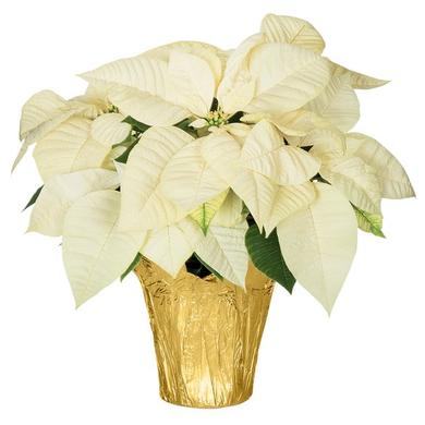 Poinsettia Blanc