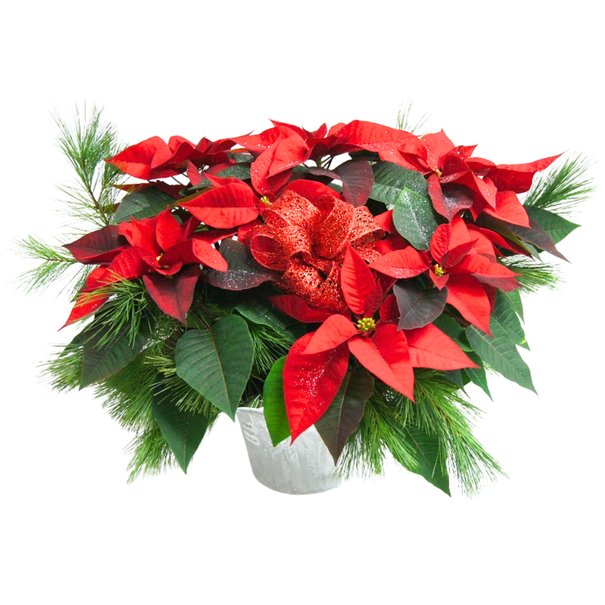 Poinsettia Extra