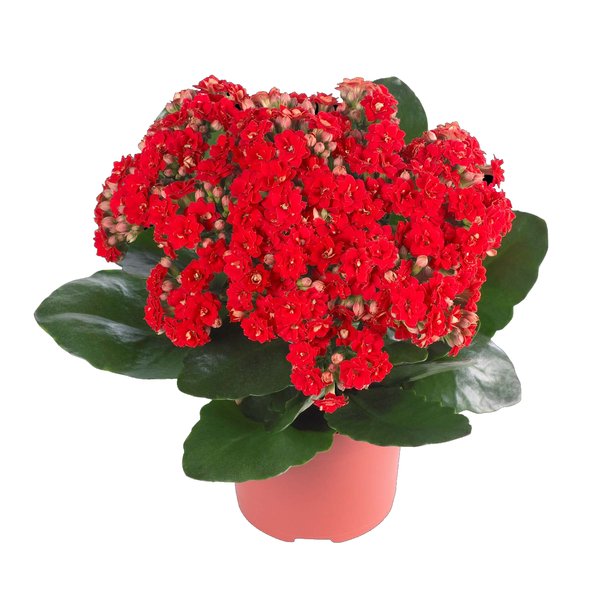 Kalanchoe