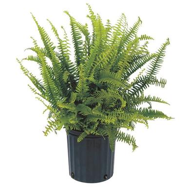 Kimberley Fern 24.99$